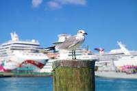 Нашият каталог с екскурзии 24 от Allcruise Нашият каталог с екскурзии 24