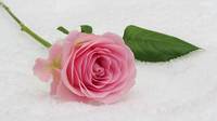 Намерете най-добрите оферти за българска роза 17