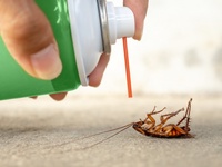 Информация за борбата против мравки 15