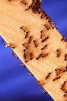 Изберете услуги за борба  против мравки 3