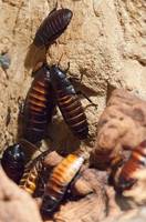 Повече за  унищожаване на хлебарки 31