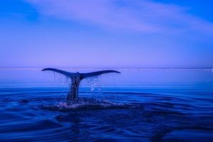 оферти за море - 78363 постижения оферти за море - 94632 постижения
