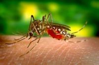 Insektenschutz - 20949 bietet an Insektenschutz - 4253 bietet an