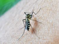 Insektenschutz - 49670 Nachrichten Insektenschutz - 21293 Nachrichten