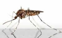 Insektenschutz - 93368 Optionen Insektenschutz - 80872 Optionen