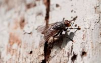 Insektenschutz - 3805 Kunden Insektenschutz - 34753 Kunden