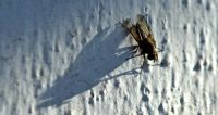 Insektenschutz - 32965 Nachrichten Insektenschutz - 32661 Nachrichten