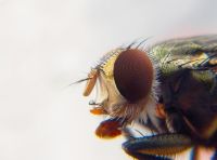 Insektenschutz - 91945 Fotos Insektenschutz - 34603 Fotos
