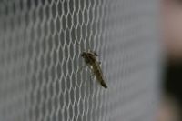 Insektenschutz - 29083 Spezies Insektenschutz - 67939 Spezies