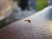 Insektenschutz - 93848 bietet an Insektenschutz - 50097 bietet an