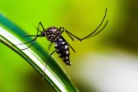 Insektenschutz - 66194 Kombinationen Insektenschutz - 79367 Kombinationen