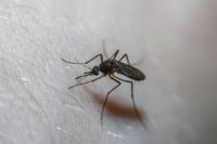 Insektenschutz - 8144 Aktionen Insektenschutz - 94815 Aktionen