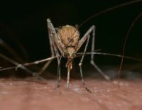 Insektenschutzrollo - 86739 Aktionen Insektenschutzrollo - 42286 Aktionen