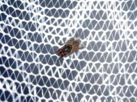 Insektenschutzrollo - 51971 Auszeichnungen Insektenschutzrollo - 56386 Auszeichnungen
