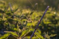 Insektenschutzrollo - 70812 Vorschläge Insektenschutzrollo - 61140 Vorschläge