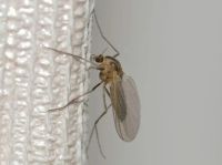 Insektenschutzrollo - 5300 Nachrichten Insektenschutzrollo - 20421 Nachrichten