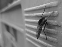 Insektenschutzrollo - 14843 Spezies Insektenschutzrollo - 56572 Spezies