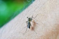 Insektenschutztür - 45737 Vorschläge