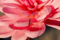Insektenschutztür - 54102 Fotos