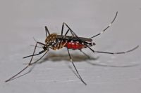 Insektenschutztür - 57768 Sorten