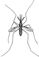 Insektenschutztür - 90856 Preise