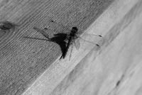 Insektenschutztür - 58225 Nachrichten