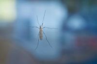 Insektenschutztür - 21360 Vorschläge