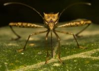 Insektenschutztür - 73053 Chancen