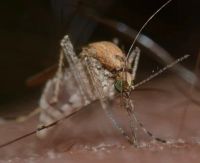 Insektenschutztür - 51352 Erfolge