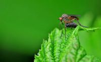 Insektenschutztür - 78798 Spezies
