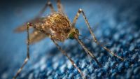 Insektenschutztür - 10389 bietet an