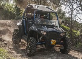 Rent A Buggy - 67741 species Rent A Buggy - 70510 species