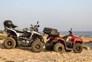 Rent A Buggy - 65613 species Rent A Buggy - 42392 species