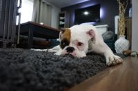 Green Carpet Cleaning - 24501 suggestions Green Carpet Cleaning - 16901 suggestions