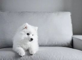 Mattress Steam Cleaning London - 43140 opportunities Mattress Steam Cleaning London - 76102 opportunities