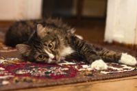 Rug Cleaning London On Site - 88439 photos Rug Cleaning London On Site - 23379 photos