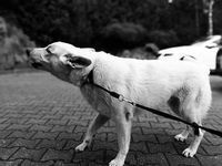 Dog Repeller - 30930 promotions Dog Repeller - 85037 promotions