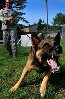 Dog Repeller - 68593 achievements Dog Repeller - 97314 achievements