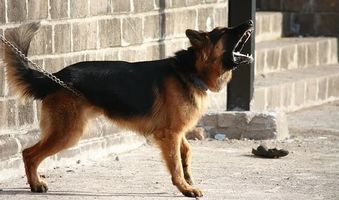 кучешки лай - 64658 вида кучешки лай - 12939 вида