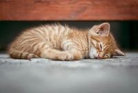 Sleep Headphones - 46523 species Sleep Headphones - 41163 species