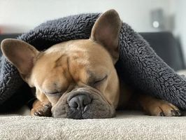 тапи за уши за сън - 89786 снимки | Noisebgone.com тапи за уши за сън - 83499 снимки