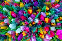 интериорно озеленяване - 61268 цени