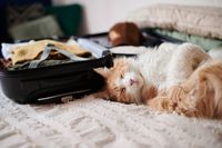 почивки в Сицилия - 69974 снимки почивки в Сицилия - 47008 снимки