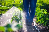 семена за трева - 51181 вида | Organicsols семена за трева - 51701 вида