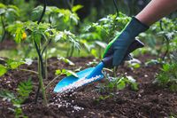 семена за трева - 60395 варианти | Organicsols семена за трева - 63786 варианти