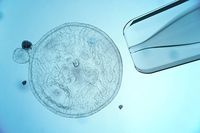 банка за стволови клетки - 39049 варианти | Bioregeneration банка за стволови клетки - 99824 варианти