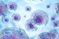 мезенхимни стволови клетки - 28332 промоции | Bioregeneration мезенхимни стволови клетки - 40613 промоции