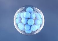 за и против съхранението на стволови клетки - 3581 вида | Bioregeneration за и против съхранението на стволови клетки - 80920 вида