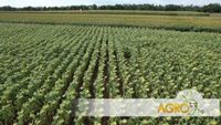всичко за пчелите - 88471 варианти всичко за пчелите - 86970 варианти
