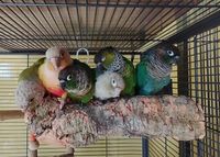 Аксесоари за папагали - 81420 варианти | Parrots Paradise Аксесоари за папагали - 93898 варианти